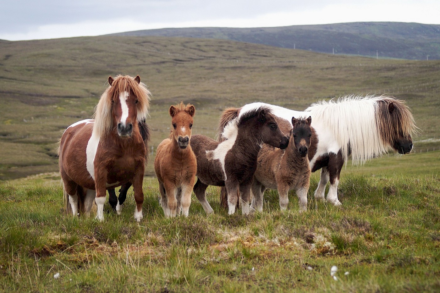 Pony Breeders of Shetland Association | Home