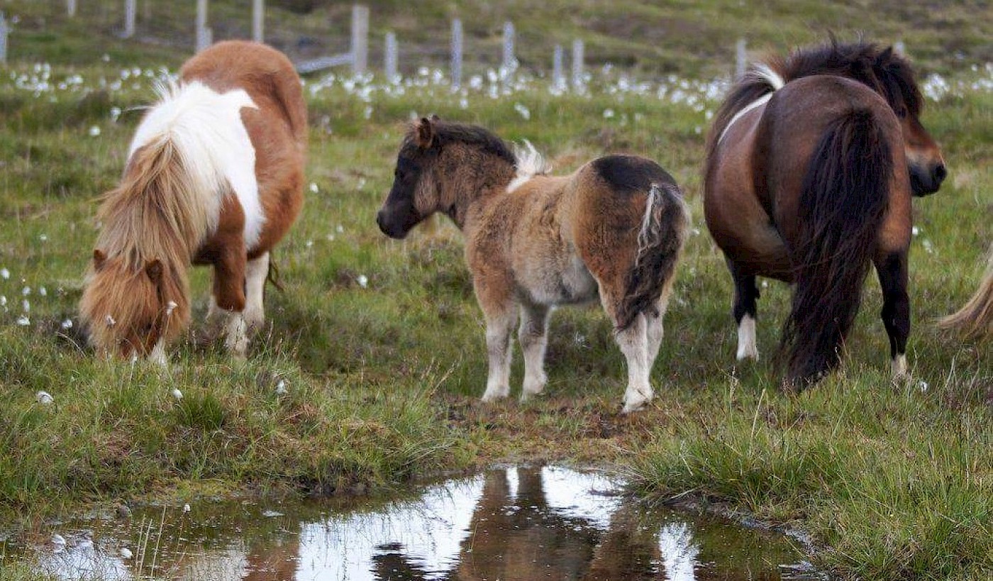 Pony Breeders of Shetland Association