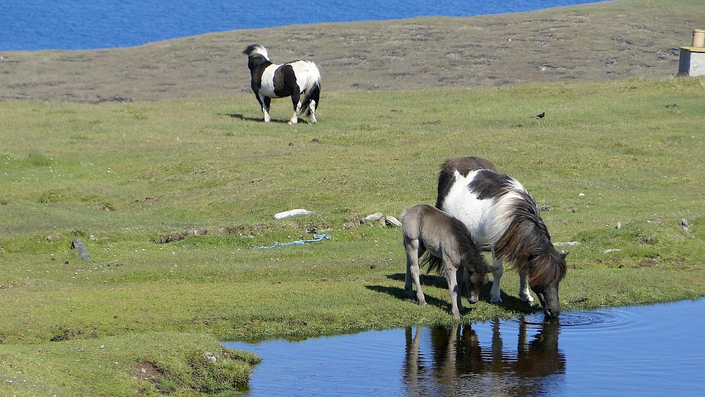 Pony Breeders of Shetland Association