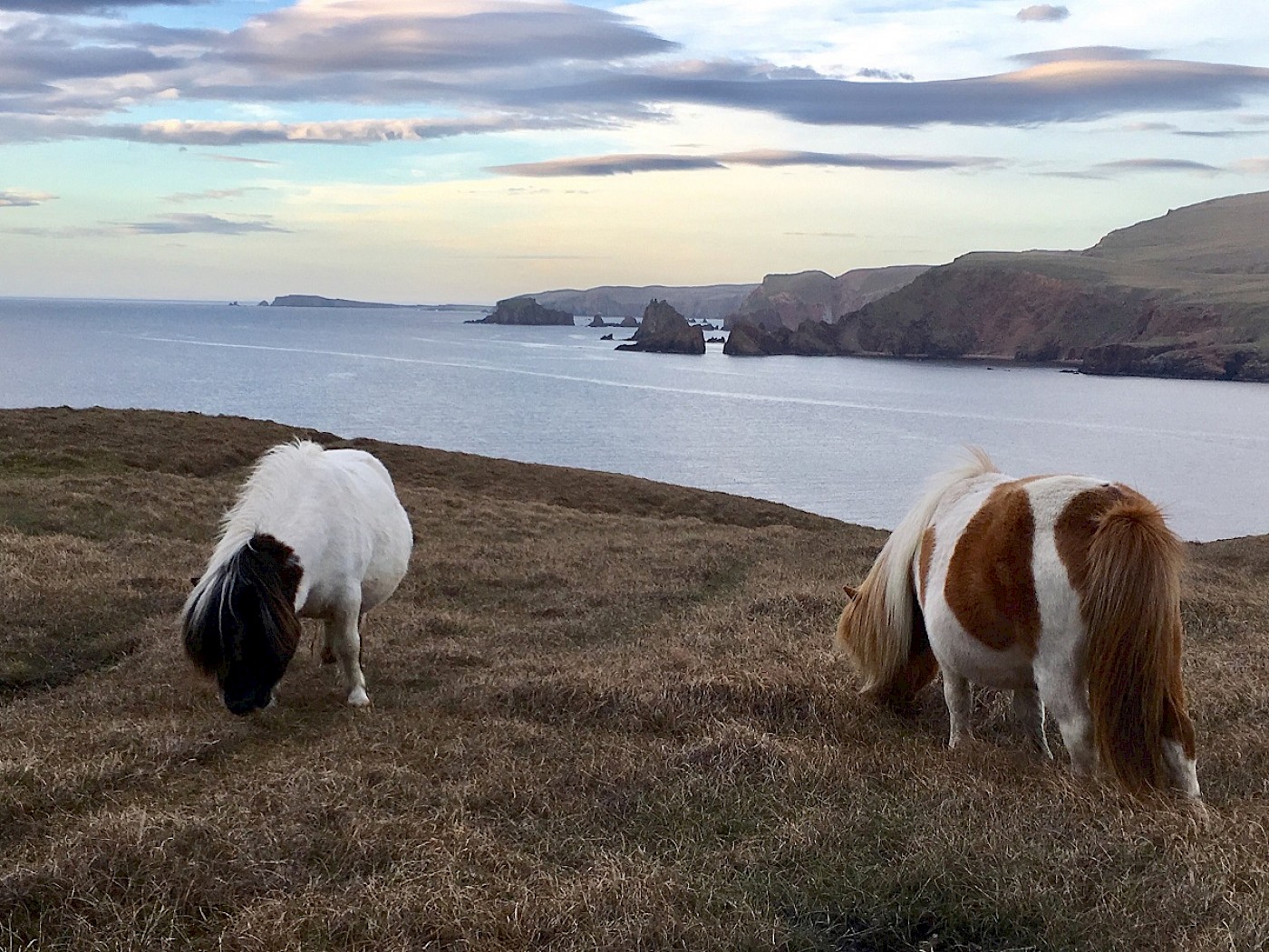 Pony Breeders of Shetland Association