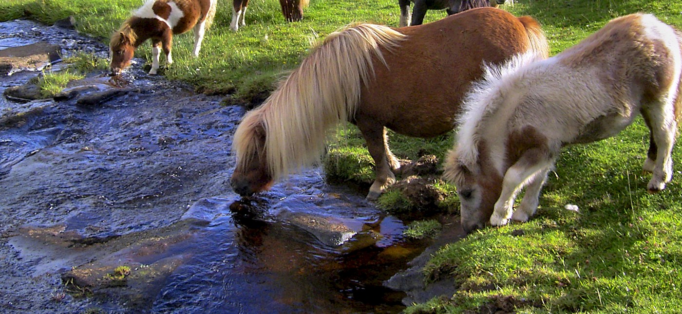 Pony Breeders of Shetland Association