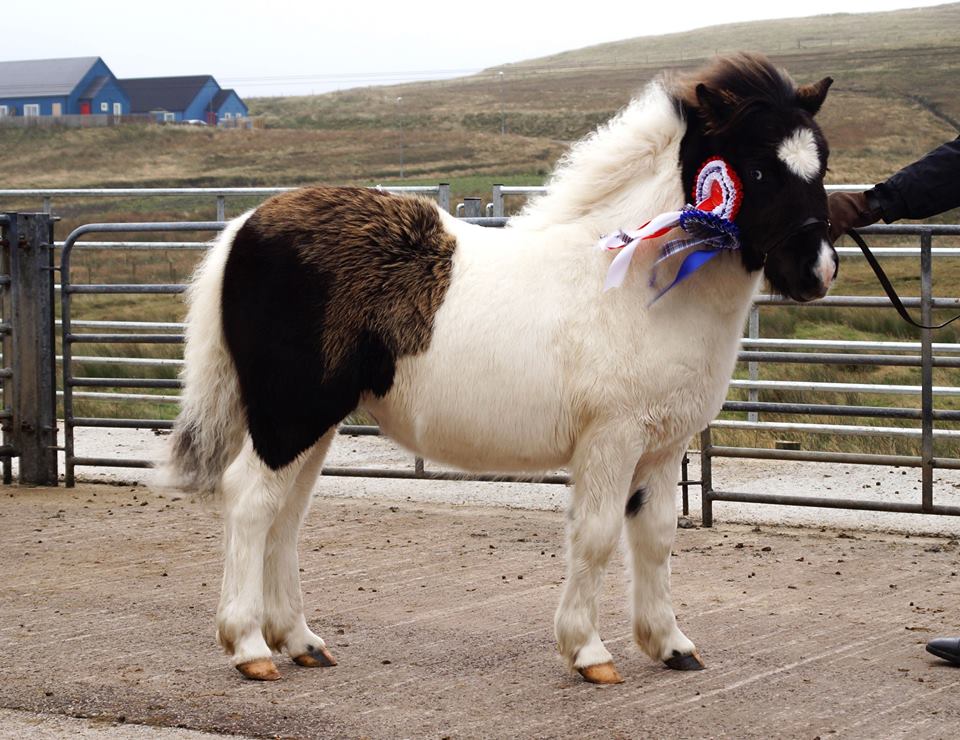 Sales Pony Breeders of Shetland Association