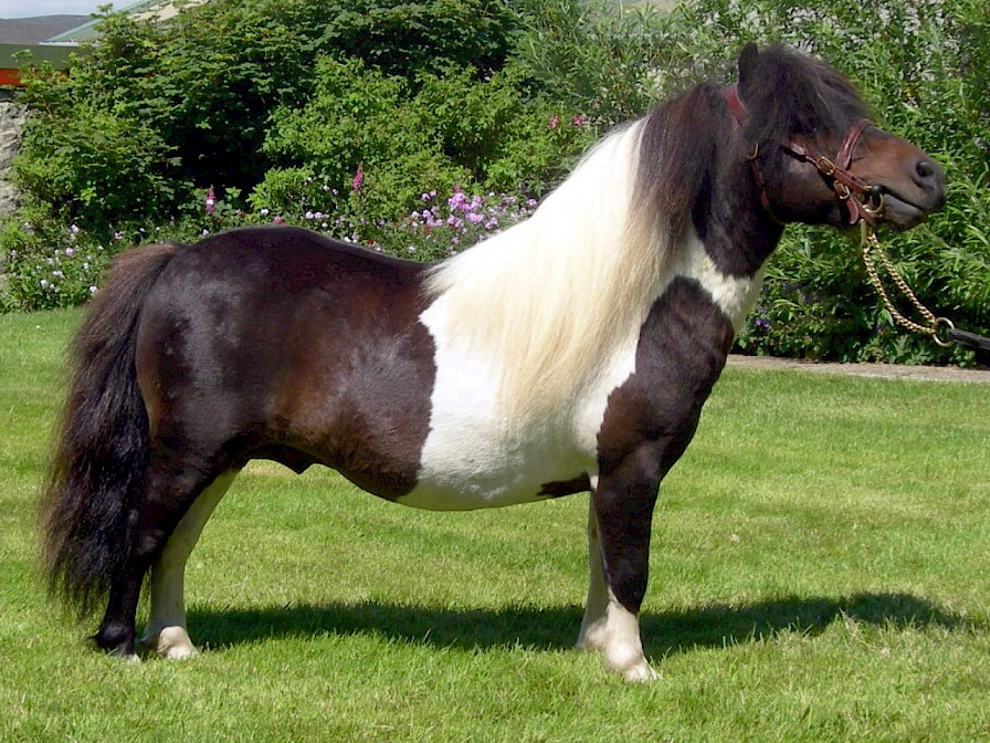 Stackerhvi