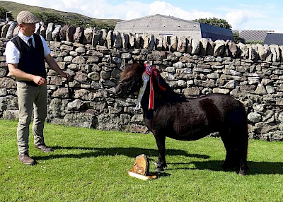 Bergli Holly - Standard Ring Champion