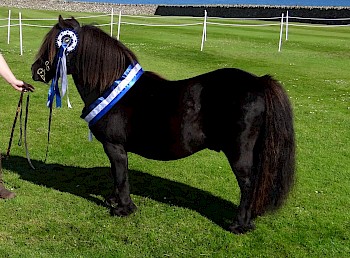 Strauss of Auckhorn - Reserve Supreme Champion