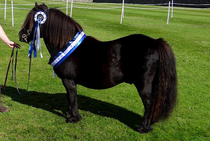 Strauss of Auckhorn - Reserve Supreme Champion