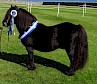 Strauss of Auckhorn - Reserve Supreme Champion