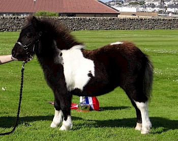 Champion Foal - Robin's Brae Topaz