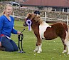 Breckenlea Giocoso - Champion Foal