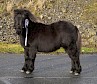 Best Foal - Ockran Shaynee