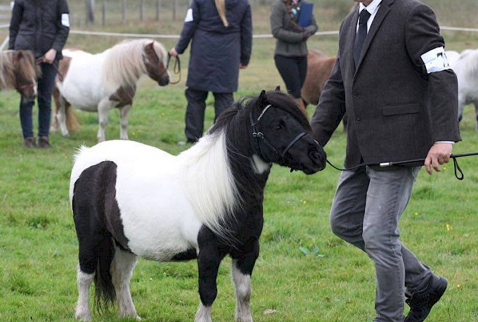 Miniature Ring Champion & Reserve Supreme Champion - Snelsmore Karisma - Bergli Stud