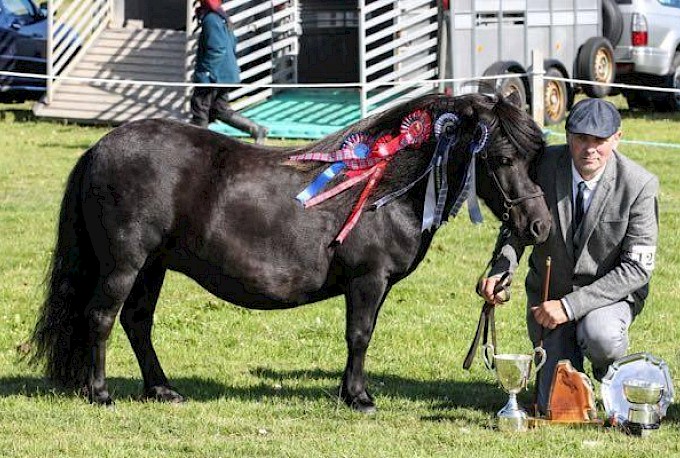 Reserve Overall Champion - Bergli Hera - Bergli Stud