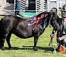 Reserve Overall Champion - Bergli Hera - Bergli Stud