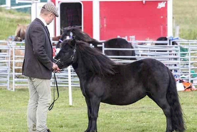 Overall Champion - Brunatwatt Madeleine Magic - Bergli Stud