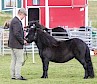 Overall Champion - Brunatwatt Madeleine Magic - Bergli Stud