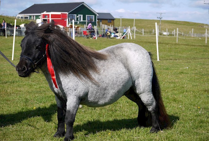 Reserve Miniature Ring Champion - Tawna Tilia - Gue Stud