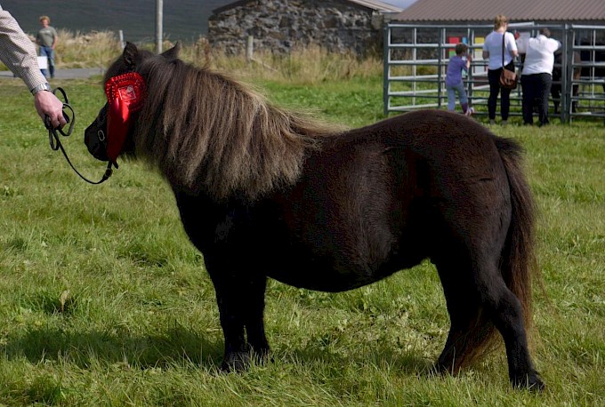 Anderlea Clearstar - 1st Miniature Brood Mare - Best Pony 34" or Under & Best Mare 37" or Under - Gue Stud