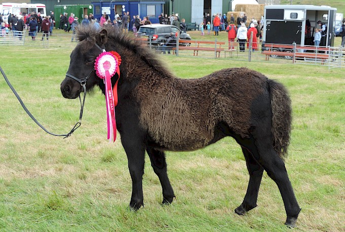 Best Foal - Filska Zoe - Sheena Anderson