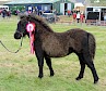 Best Foal - Filska Zoe - Sheena Anderson