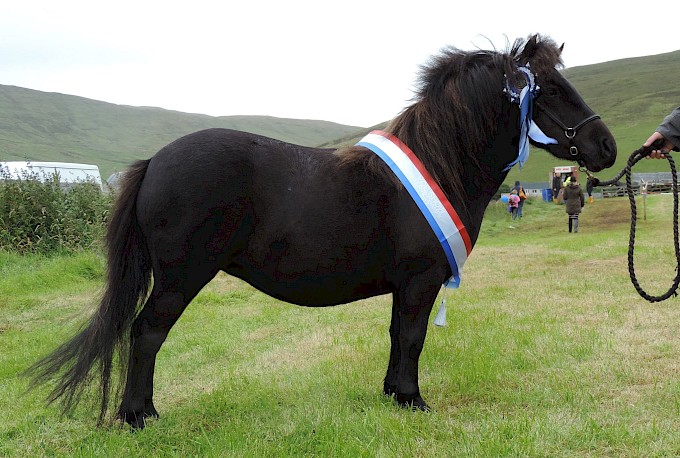 Reserve Supreme Champion - Ockran Shaynee - Sheena Anderson