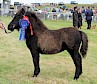 Best Foal - Happyhansel Lovise