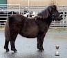 Hollydell Hesitant - Best Foal