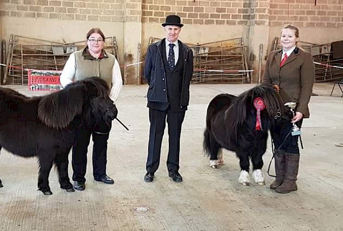 Shetland Pony Ring Champions L-R Ockran Astrid, Sheena Anderson, Steve Rendall, Kerswell Starbuck and Amanda Slater