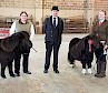 Shetland Pony Ring Champions L-R Ockran Astrid, Sheena Anderson, Steve Rendall, Kerswell Starbuck and Amanda Slater