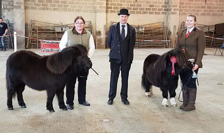 Shetland Pony Ring Champions L-R Ockran Astrid, Sheena Anderson, Steve Rendall, Kerswell Starbuck and Amanda Slater