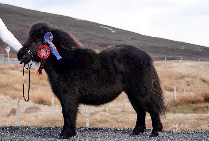 Ockran Astrid - Junior Champion and Reserve Ring Champion owned by Robert Ramsay