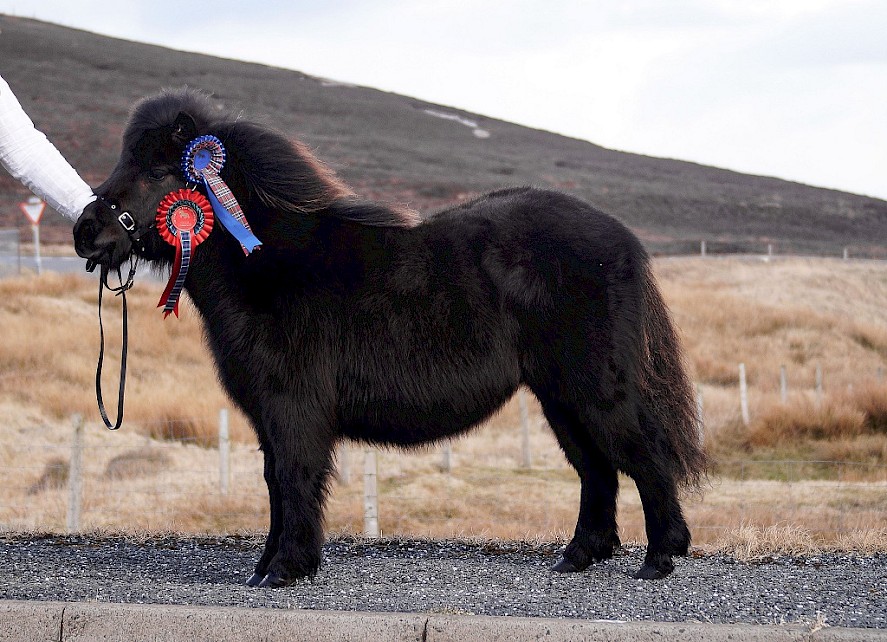 Ockran Astrid - Junior Champion and Reserve Ring Champion owned by Robert Ramsay