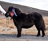 Ockran Astrid - Junior Champion and Reserve Ring Champion owned by Robert Ramsay