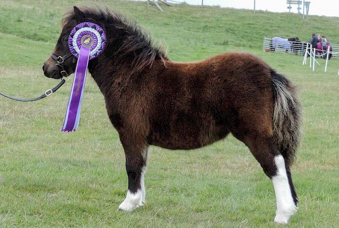 Overall Best Foal - Breckenlea Flair