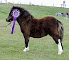 Overall Best Foal - Breckenlea Flair