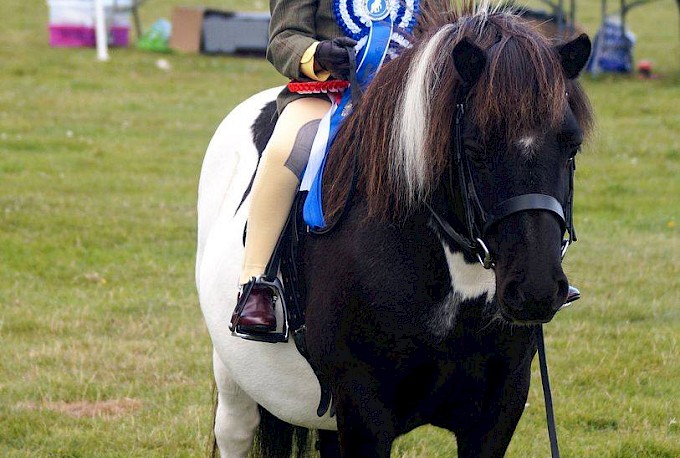 Performance Ring Reserve Champion - Heidi Dickie with Hollydell Rannoch