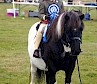 Performance Ring Reserve Champion - Heidi Dickie with Hollydell Rannoch