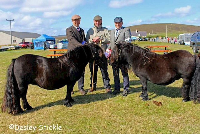 Champion - Almnas Sum Sum and Reserve Champion - Black Rose Av Bergli