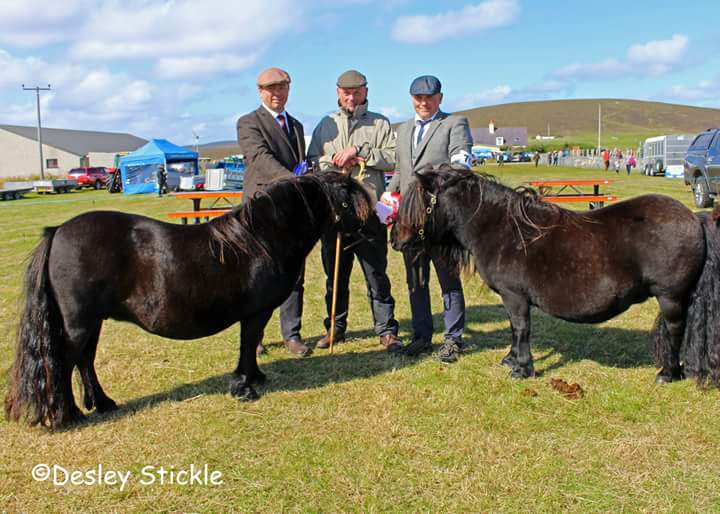 Champion - Almnas Sum Sum and Reserve Champion - Black Rose Av Bergli