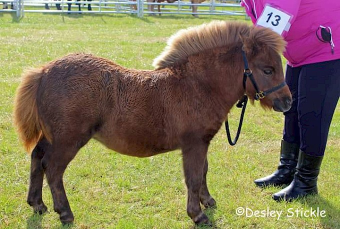 Best Foal - Laurenlea Lunna