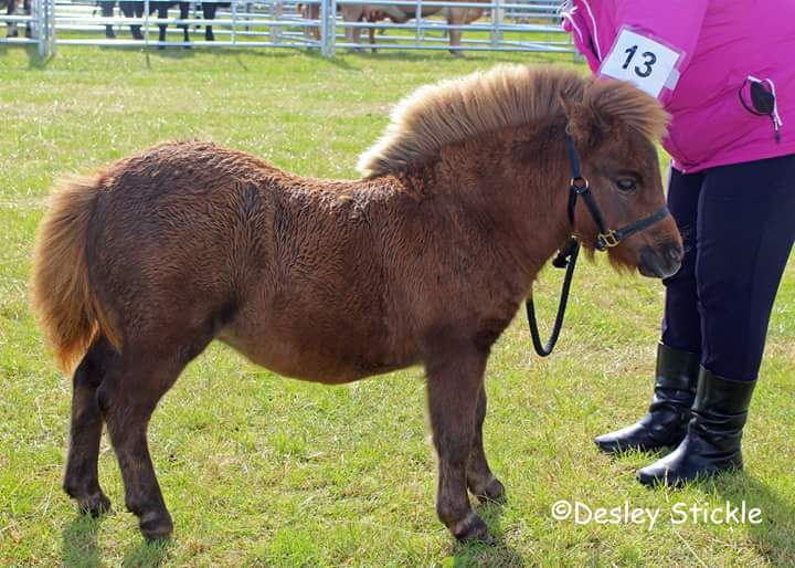 Best Foal - Laurenlea Lunna