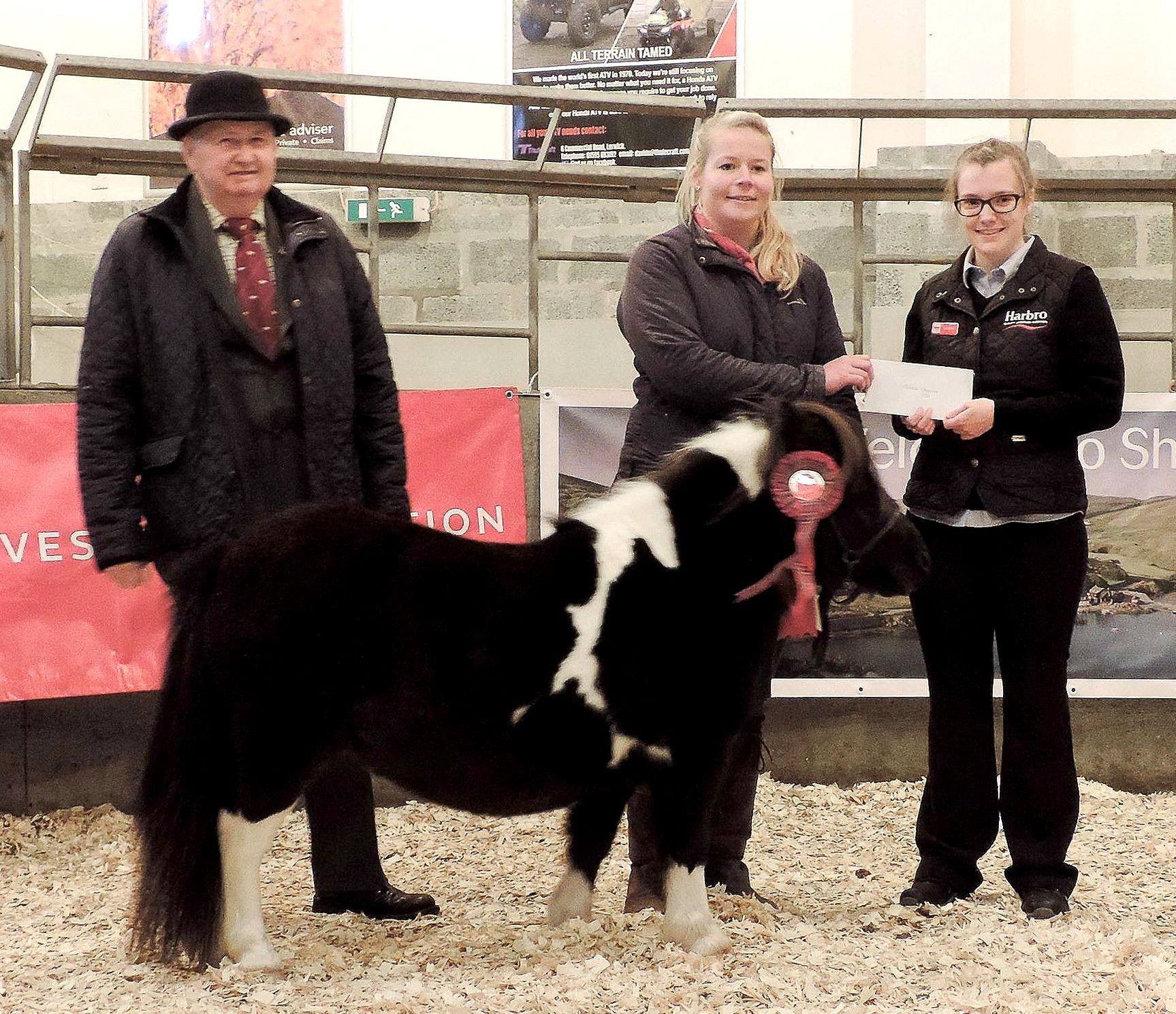 2018 Lerwick Shetland Pony Show & Sale Pony Breeders of Shetland