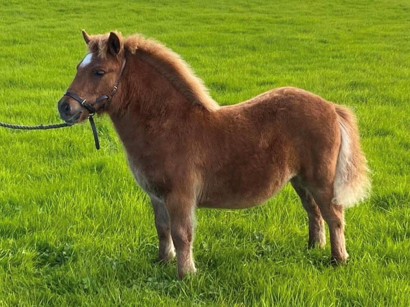 Pony For Sale Best Selection idsdeutschland.de