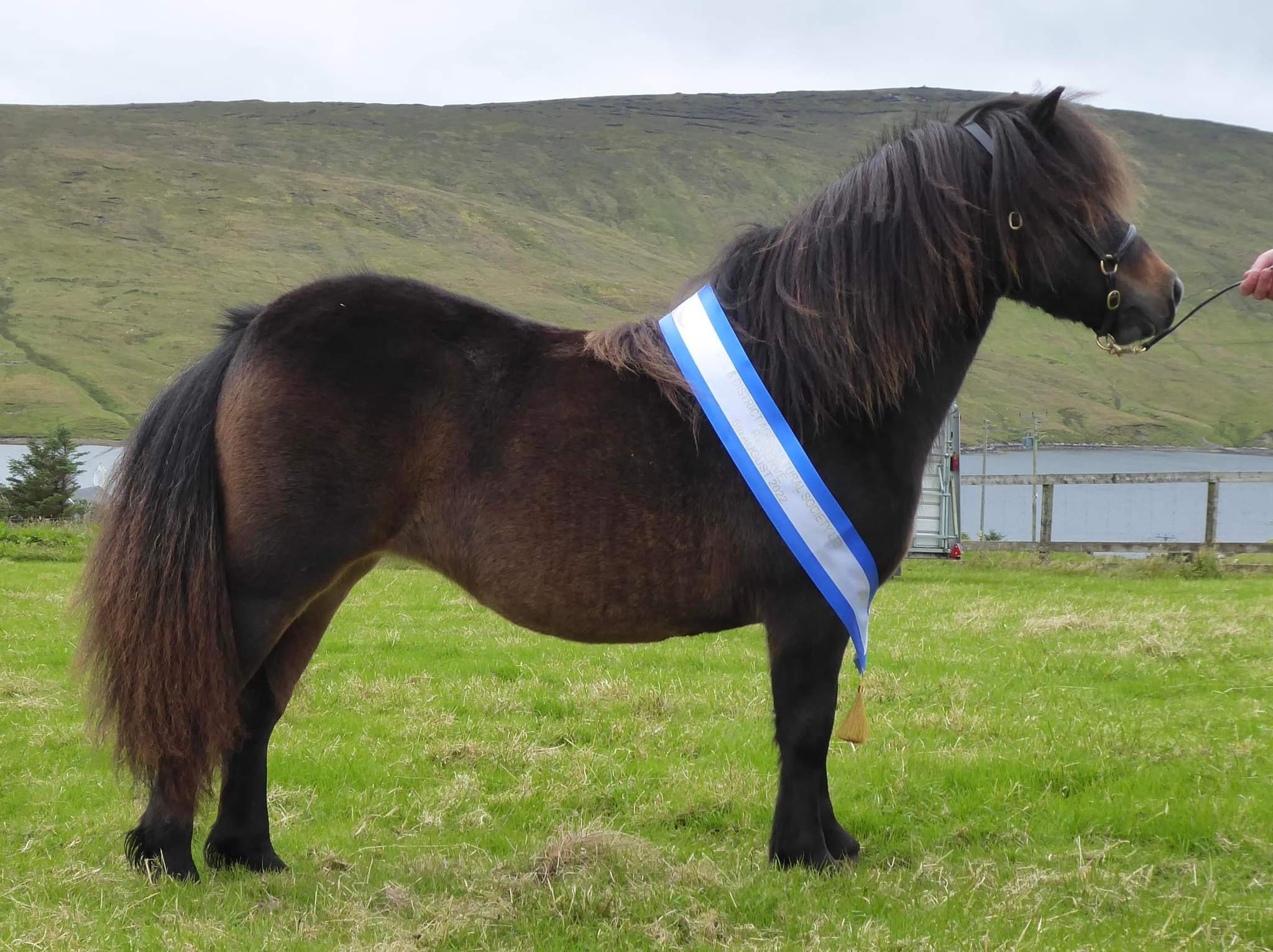 Voe Show 2022 Pony Breeders of Shetland Association