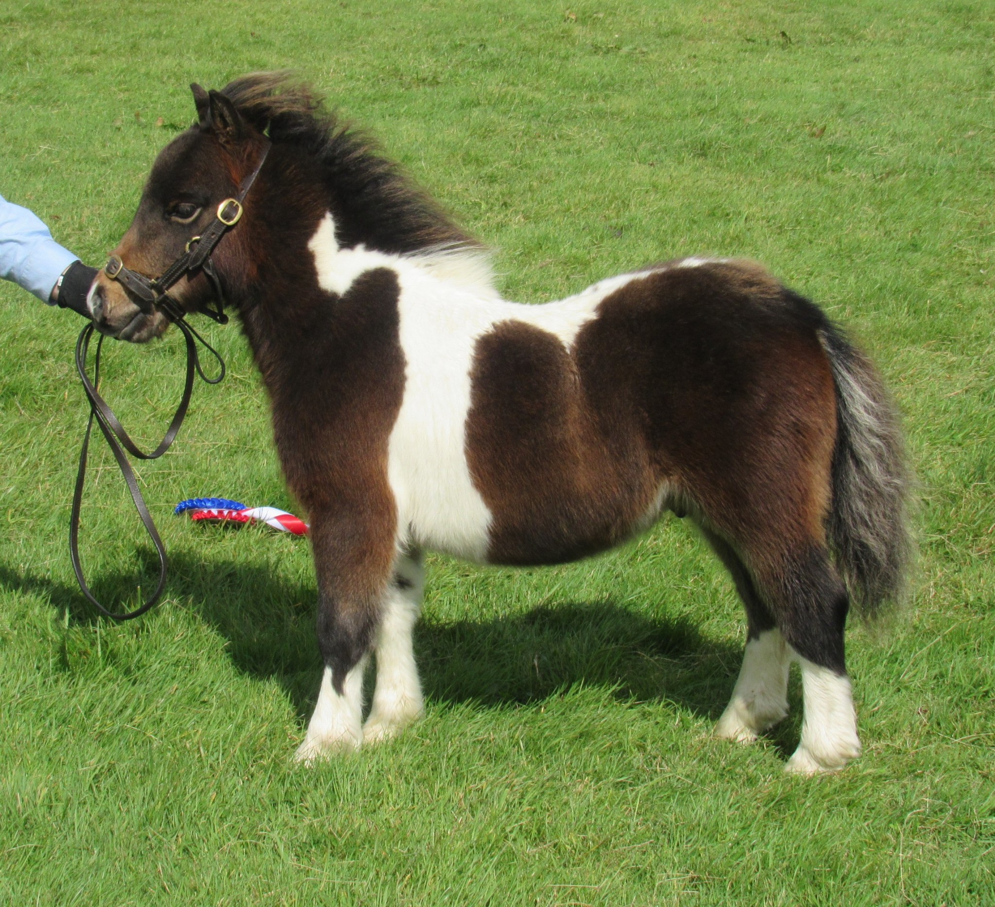 Viking Shetland Pony Show 2022 Pony Breeders of Shetland Association